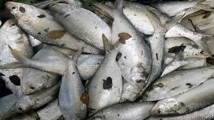 দিঘীতে ৯৫ ইলিশ, এলাকাজুড়ে চাঞ্চল্য