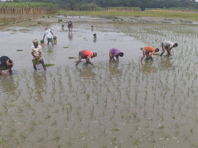 আমন ধানের চারা রোপণে ব্যস্ত চরফ্যাশনের কৃষকরা