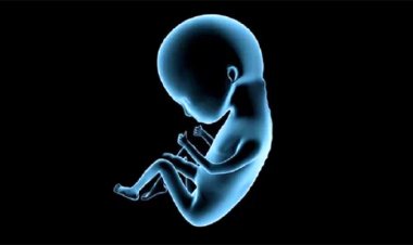 জেলের জালে উঠে এলো মানব ভ্রূণ