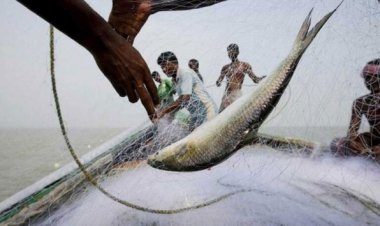 রাতের আঁধারে ইলিশ উৎসবে মাতেন চরফ্যাশনের জেলেরা!