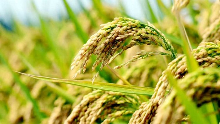 দেশে ধান উৎপাদনে নতুন রেকর্ড