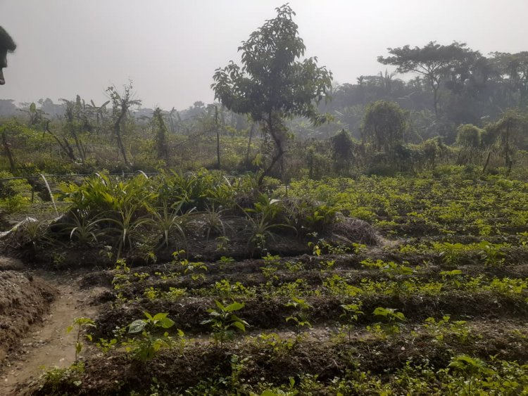চরফ্যাশনে কবরস্থান দখল করে চাষাবাদের অভিযোগ