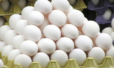 ডিমের মূল্যবৃদ্ধি: ডায়মন্ড এগ-সিপিকে সাড়ে ৩ কোটি টাকা জরিমানা