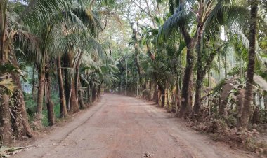 তীব্র তাপপ্রবাহের মধ্যেই তজুমদ্দিনে কাটা হবে ৮৫৬টি গাছ 