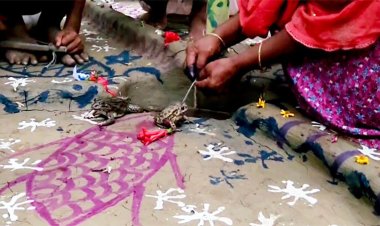 কোটি টাকার কাবিনে কমিউনিটি সেন্টারে দুই ব্যাঙের বিয়ে