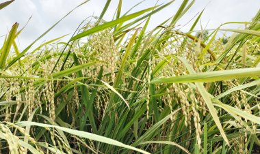 লালমোহনে ৬৩ হাজার ৭ মেট্রিক টন ধান উৎপাদনের সম্ভাবনা
