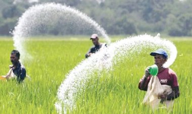 ৯৬ কোটি টাকার ইউরিয়া কিনবে সরকার
