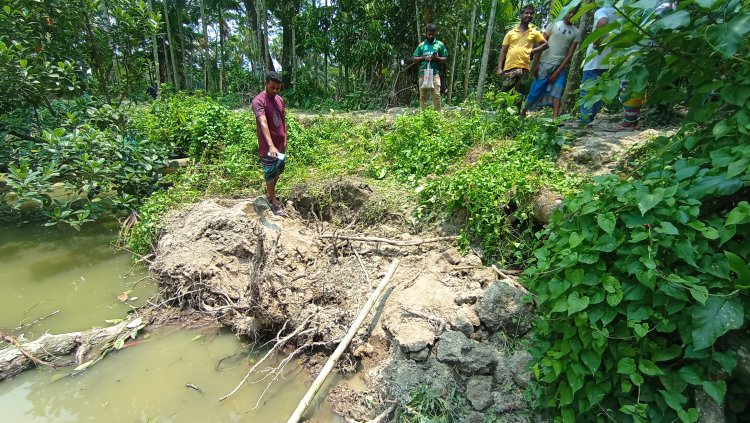 বোরহানউদ্দিনে আম কুড়াতে গিয়ে মাটি চাপায় গৃহবধূর মৃত্যু