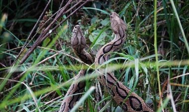 ভোলায় আতঙ্ক কমছে না রাসেল ভাইপার সাপের