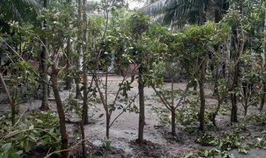 চরফ্যাশনে কাঁটার বেড়ায় অবরুদ্ধ প্রবাসী পরিবার