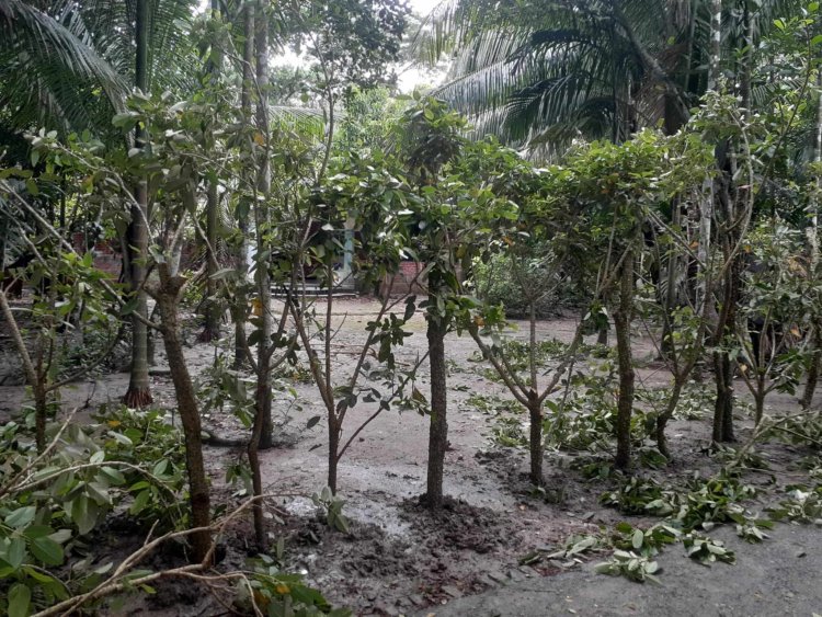 চরফ্যাশনে কাঁটার বেড়ায় অবরুদ্ধ প্রবাসী পরিবার