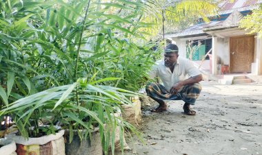 লালমোহনে অনাবাদি জমিতে বস্তায় আদা চাষে কৃষকদের চমক