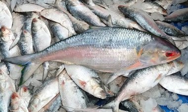 দুর্গাপূজায় ভারতীয়দের পাতে জুটবে না ইলিশ!