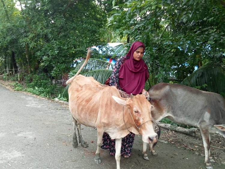 চরফ্যাশনে কিস্তির টাকা দিতে না পারায় গরু ছিনিয়ে নিলেন এনজিওর লোকজন
