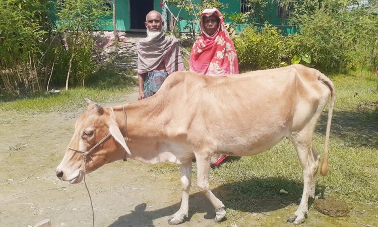 অবশেষে মালিকের কাছে ফিরলো সেই গরু