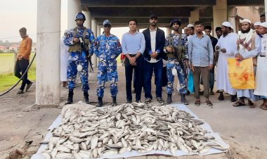 মনপুরায় যৌথ অভিযানে জাটকা ইলিশ ও অবৈধ জাল জব্দ