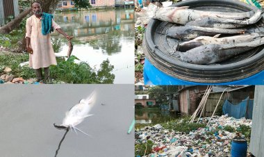 লালমোহনে পুকুরের পানিতে বিষ! মরে ভেসে উঠছে মাছ